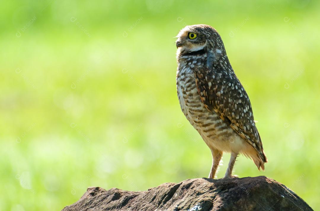 Linda coruja (Glaucidium minutissimum) em cima de uma rocha.