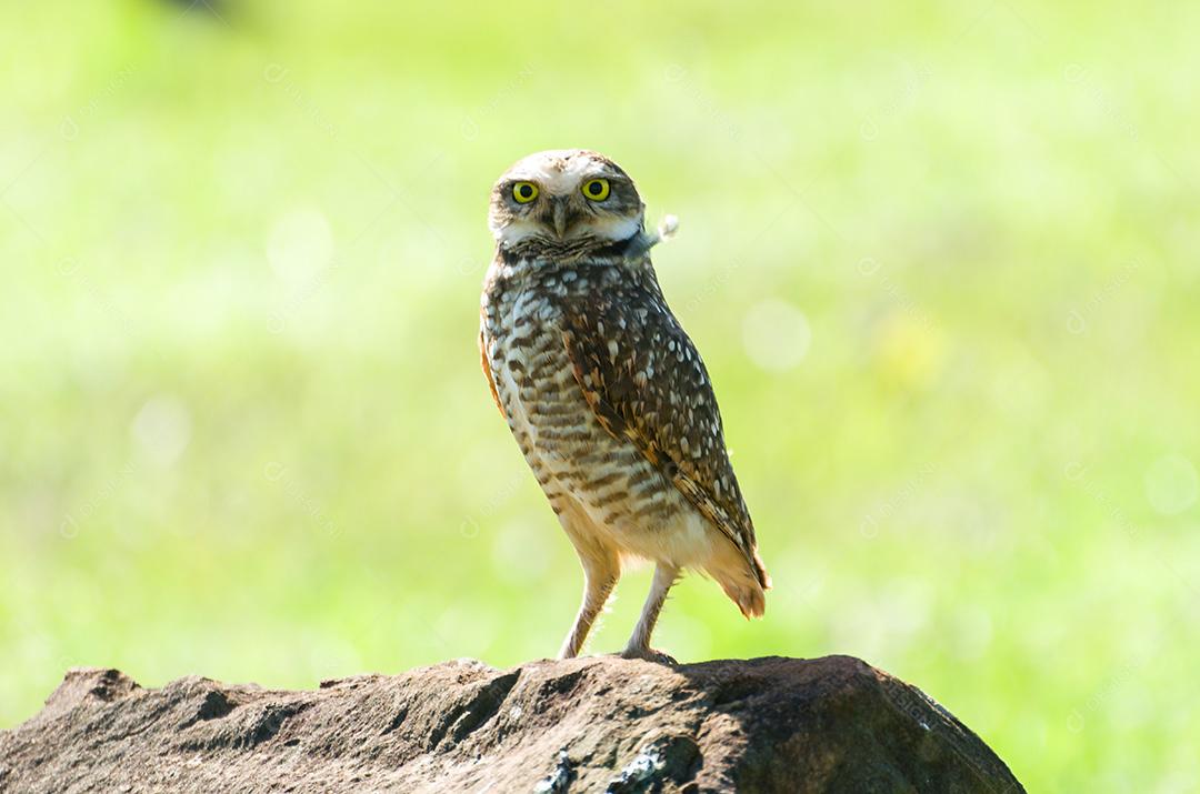 Linda coruja (Glaucidium minutissimum) em cima de uma rocha.