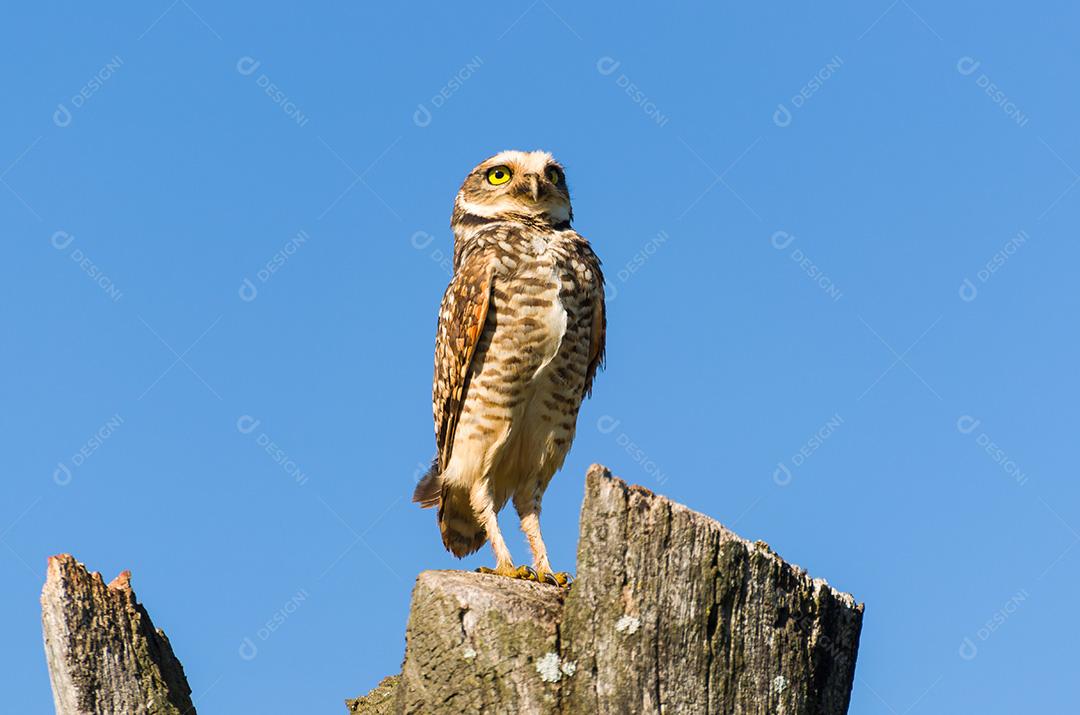 Linda coruja (Glaucidium minutissimum) em cima de um tronco de árvore.