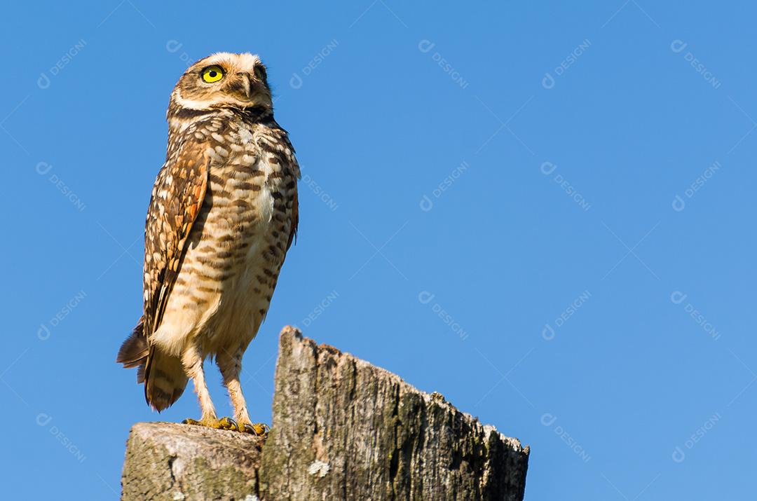 Linda coruja (Glaucidium minutissimum) em cima de um tronco de árvore.