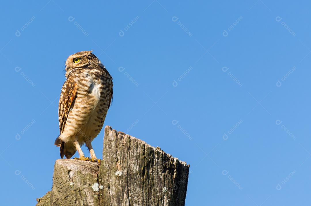 Linda coruja (Glaucidium minutissimum) em cima de um tronco de árvore.