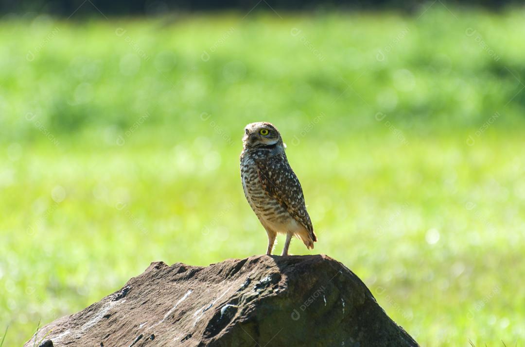 Linda coruja (Glaucidium minutissimum) em cima de uma rocha.