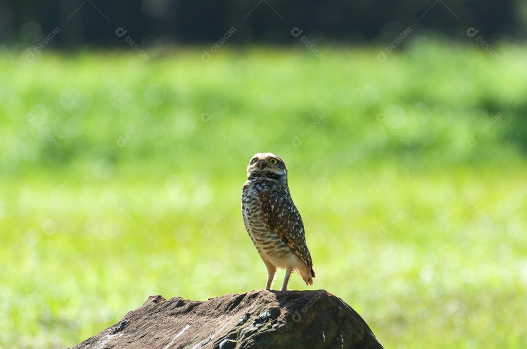 Linda coruja (Glaucidium minutissimum) em cima de uma rocha.