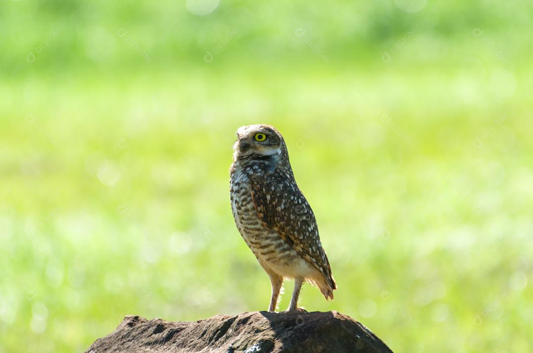 Linda coruja (Glaucidium minutissimum) em cima de uma rocha.