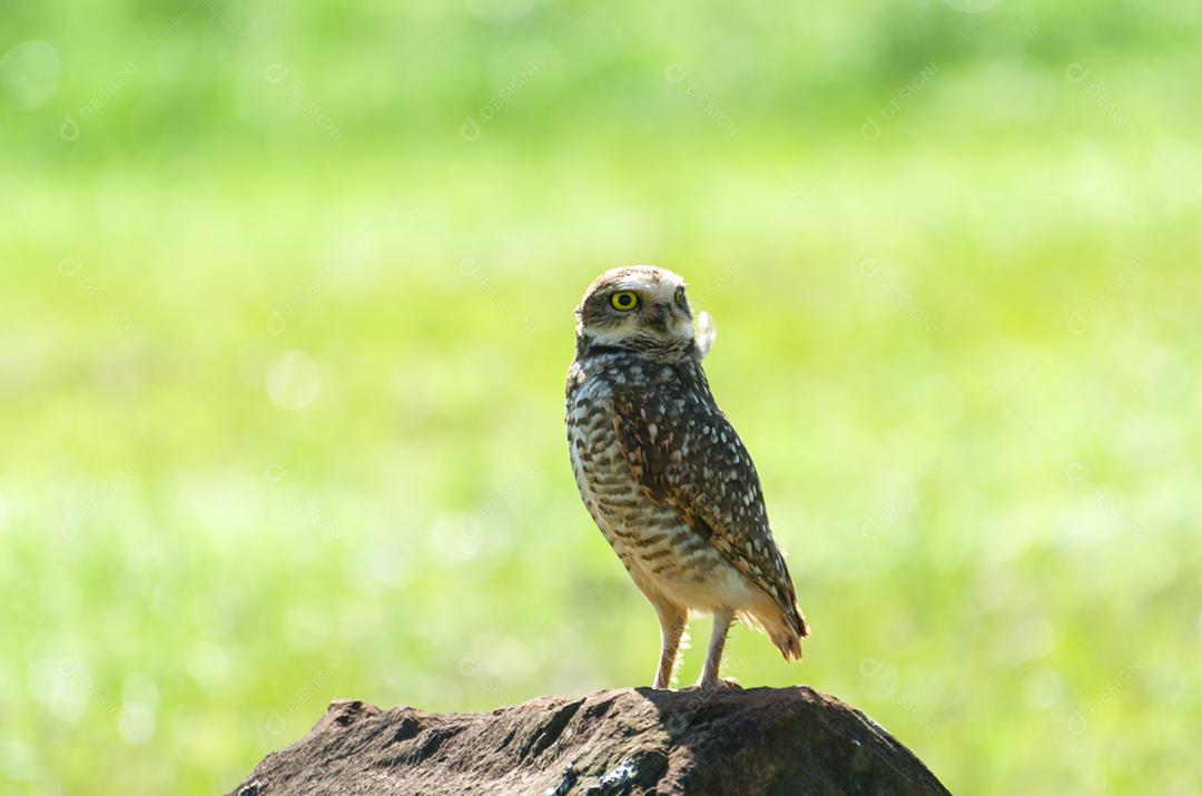 Linda coruja (Glaucidium minutissimum) em cima de uma rocha.