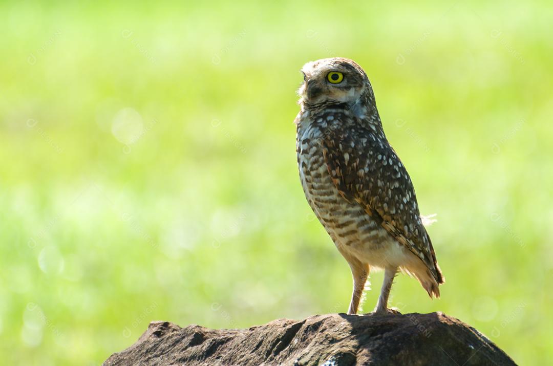 Linda coruja (Glaucidium minutissimum) em cima de uma rocha.