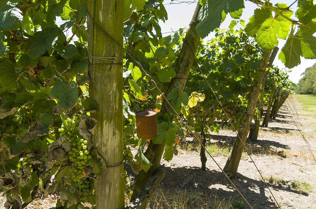 Bela videira de uvas europeias na vinícola uruguaia em Canelos