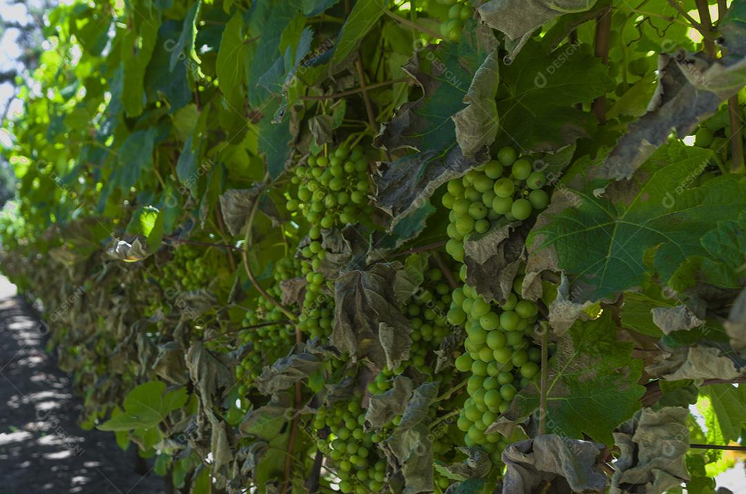 Bela videira de uvas europeias na vinícola uruguaia em Canelos