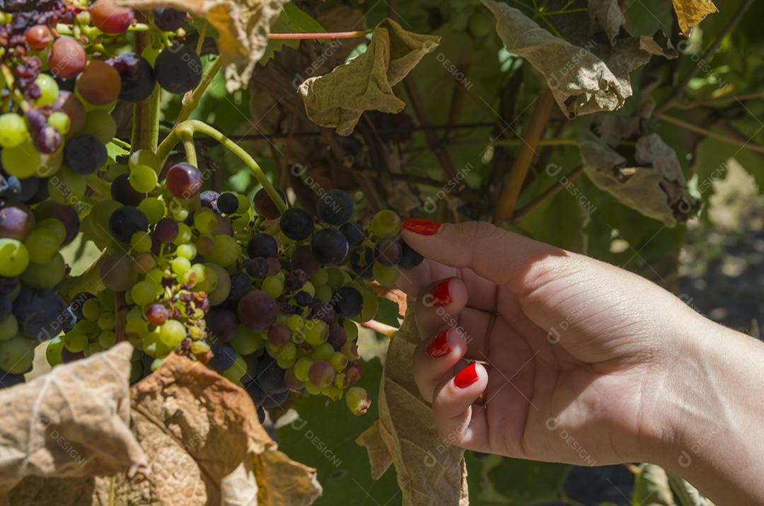 Mulher colhendo/segurando cacho de uvas para vinho na vinha