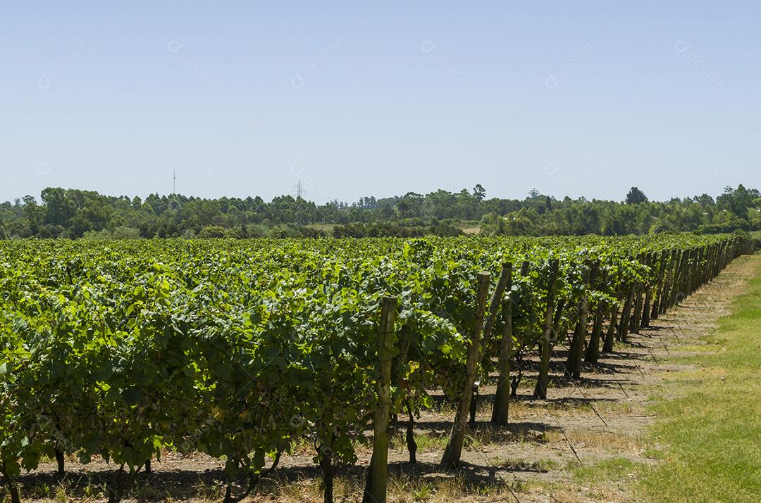 Bela videira de uvas europeias na vinícola uruguaia em Canelos