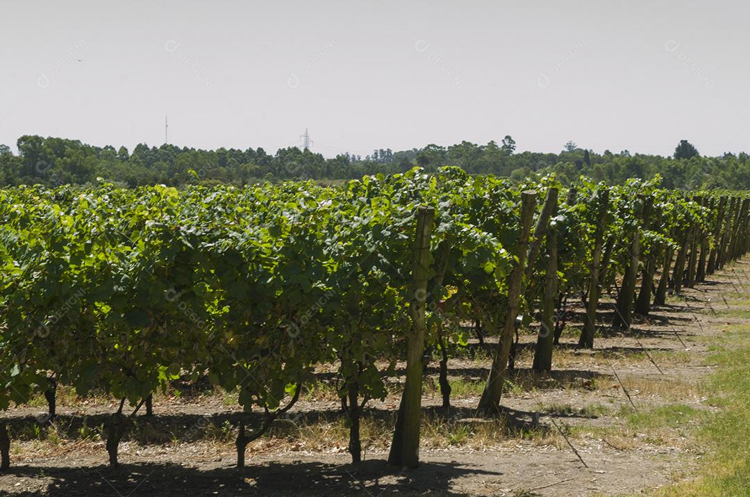 Beautiful vine of European grapes at the Uruguayan winery in Canelos