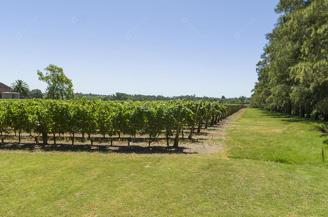 Bela videira de uvas europeias na vinícola uruguaia em Canelos