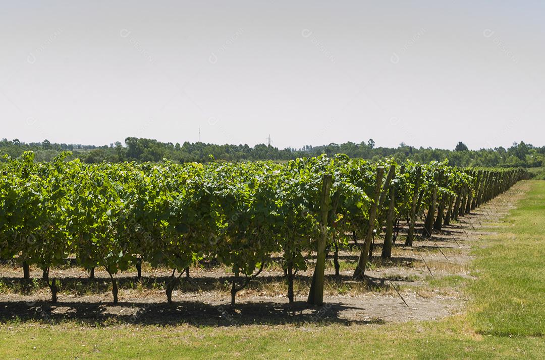 Bela videira de uvas europeias na vinícola uruguaia em Canelos