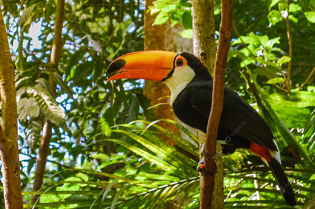 tucano sentado em um galho ao ar livre