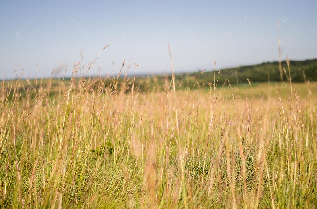 Grande fundo de grama alta e natureza.