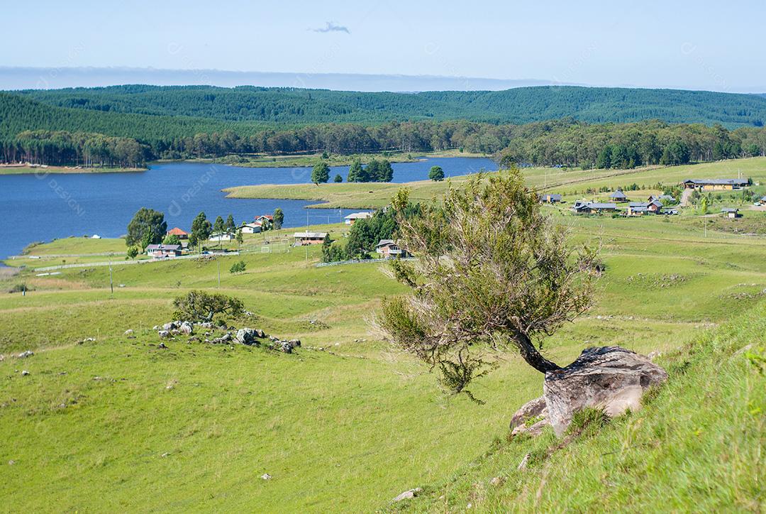 Bela árvore na montanha com vista para um lago.