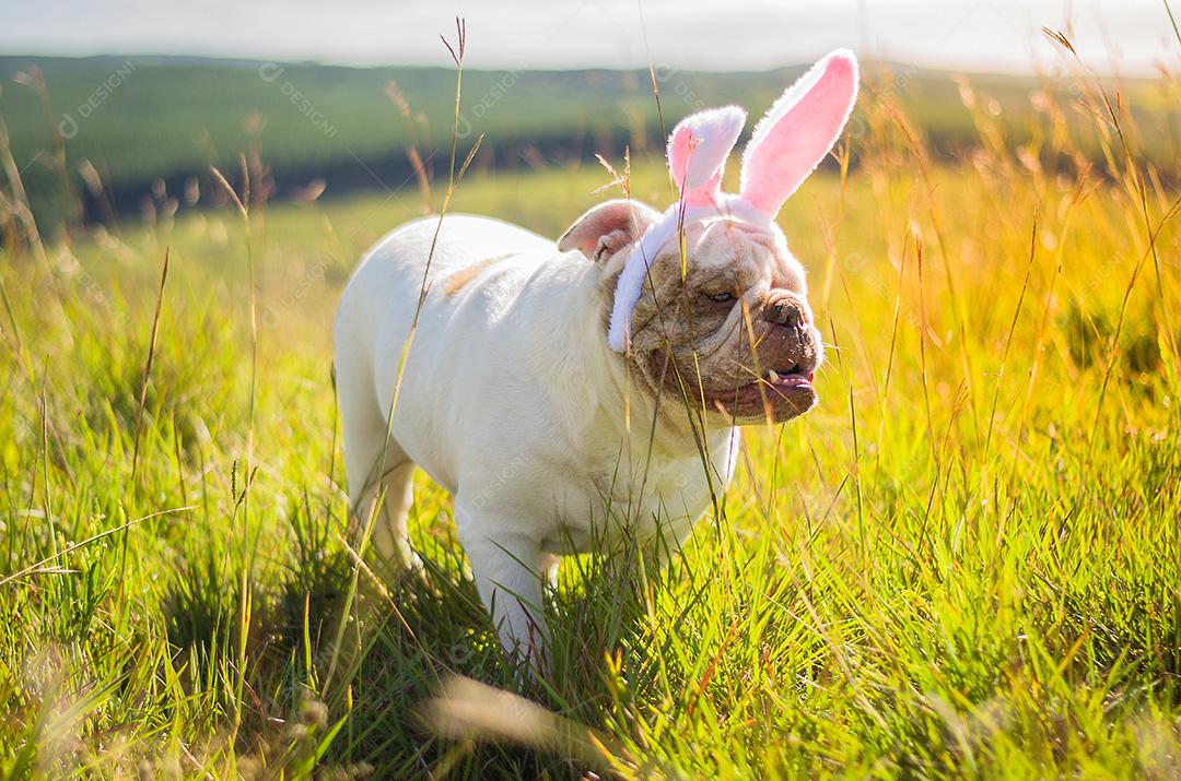 Grande conceito de Páscoa. Cão de raça bulldog inglês bonito vestido