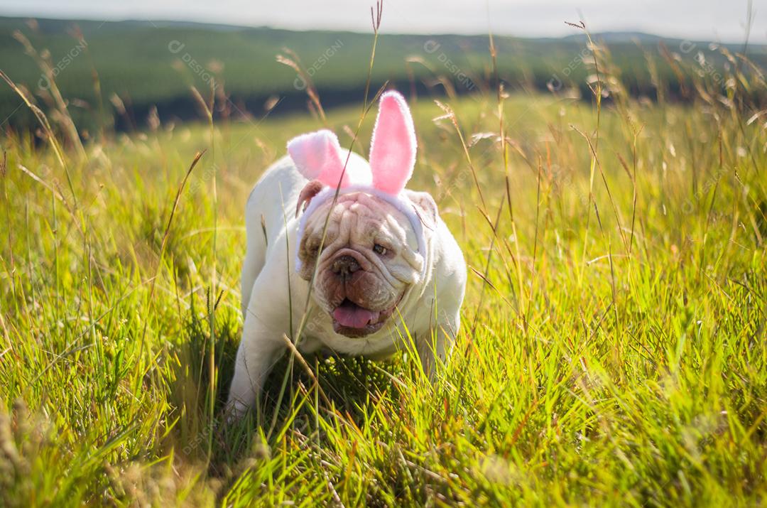 Grande conceito de Páscoa. Cão de raça bulldog inglês bonito vestido de coelhinho da Páscoa correndo no gramado.