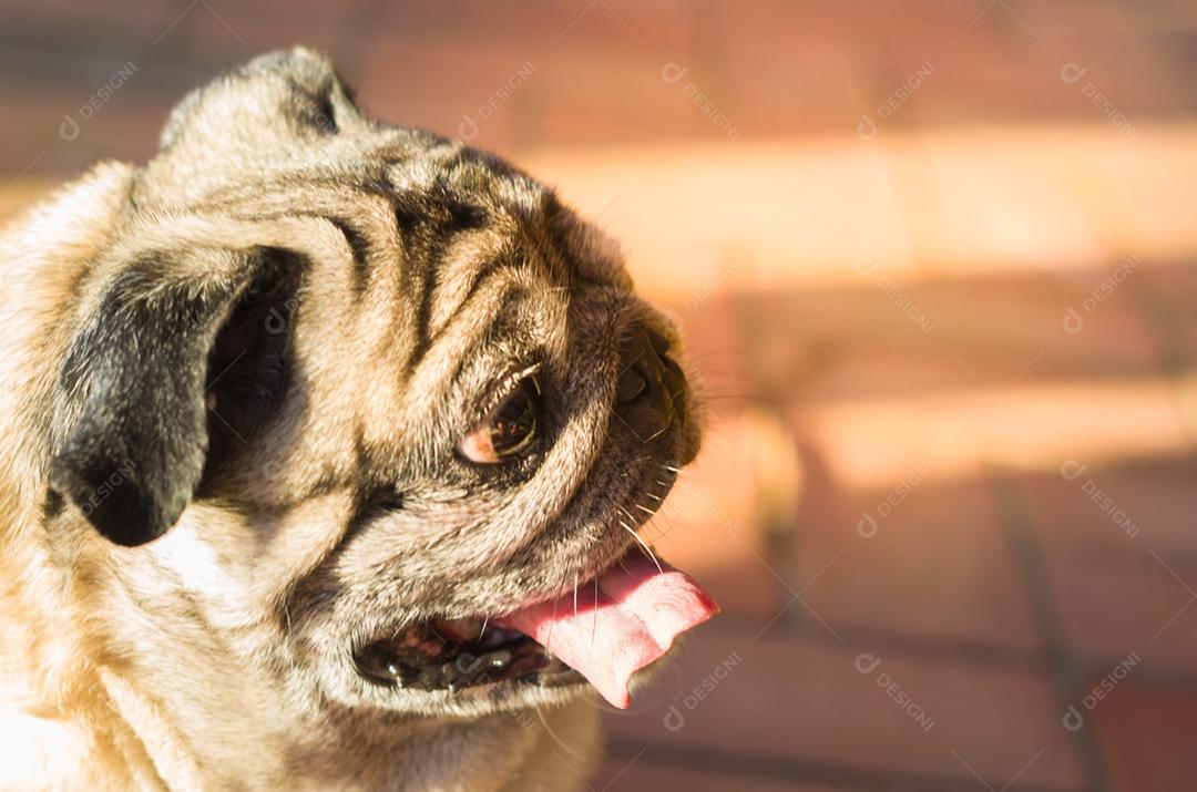 Lindo cão de raça pug, sorrindo, closeup, retrato, cachorro velho.