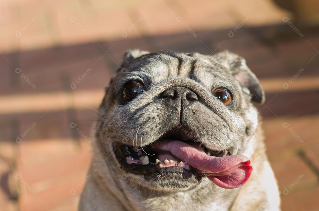 Beautiful pug dog, smiling, closeup, portrait, old dog.