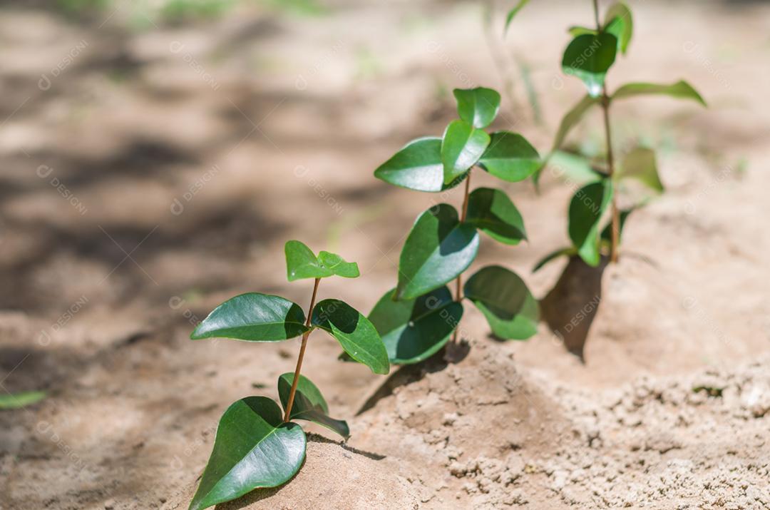 Ótimo conceito de sustentabilidade. Mão de criança plantando uma árvore.