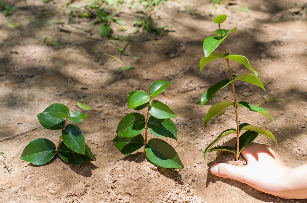 Ótimo conceito de sustentabilidade. Mão de criança plantando uma árvore.
