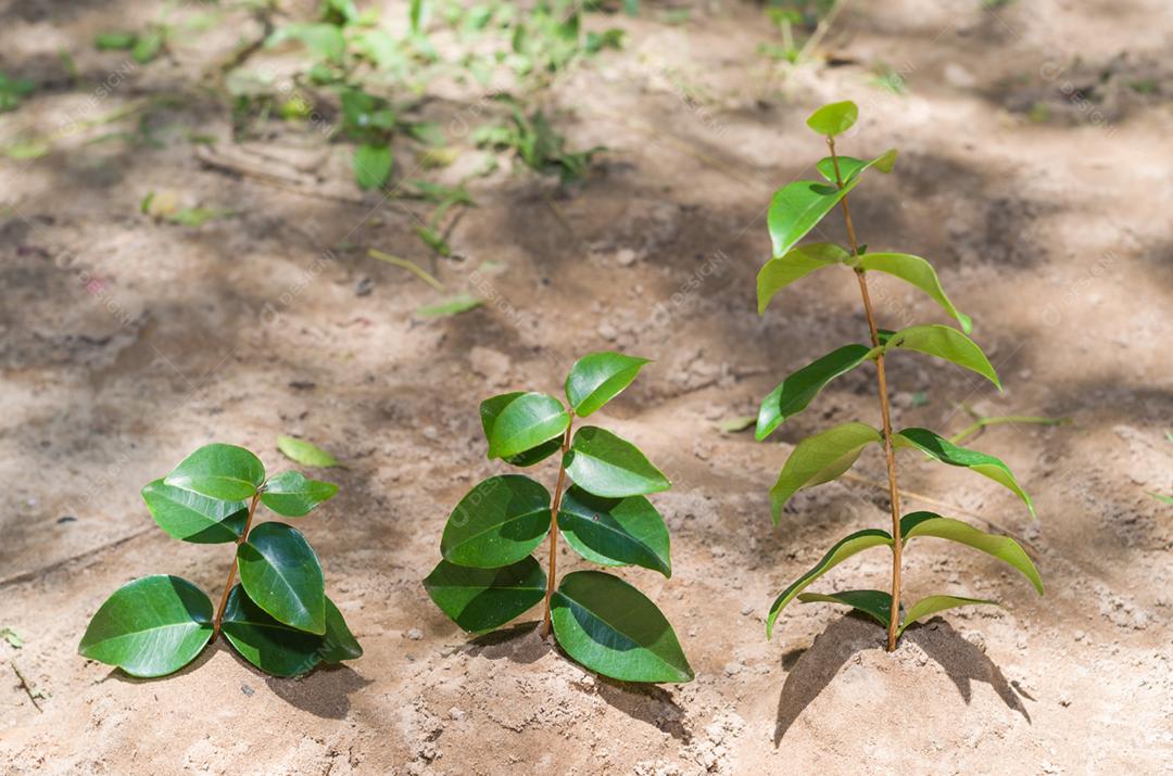 Ótimo conceito de sustentabilidade. Mão de criança plantando uma árvore.