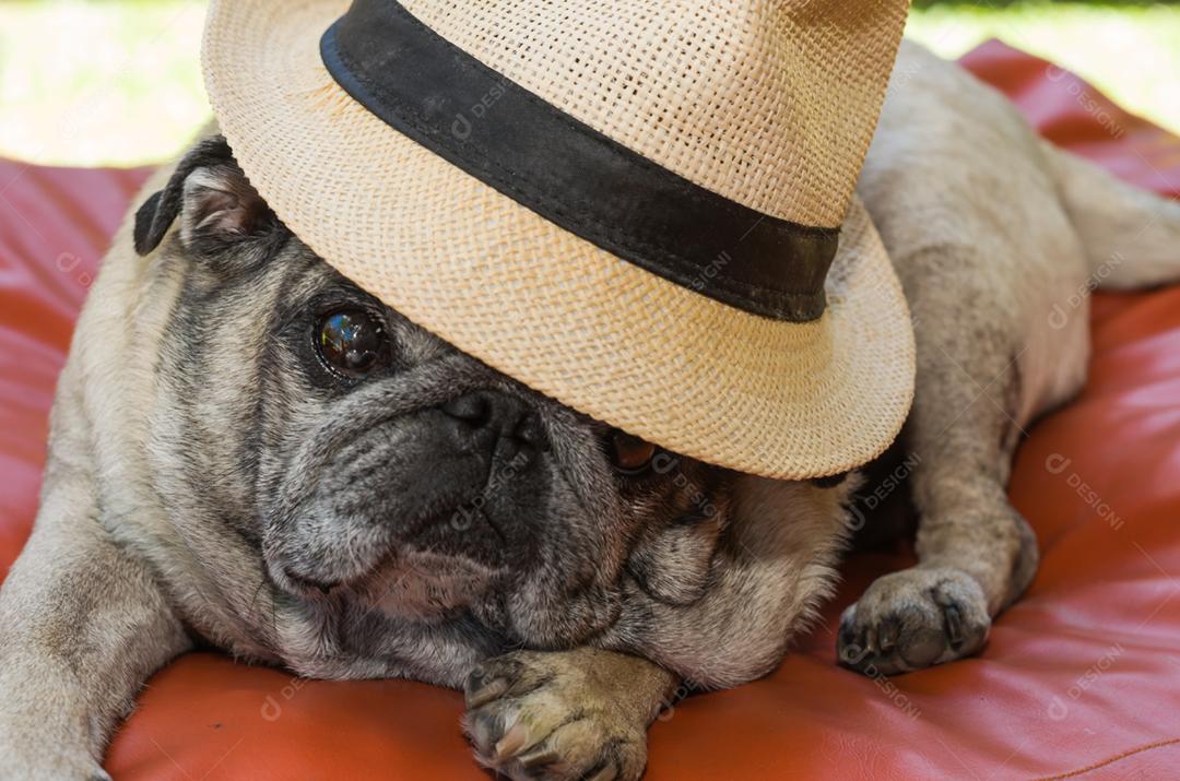 Lindo cão de raça pug, com chapéu elegante, closeup, retrato, cachorro velho.