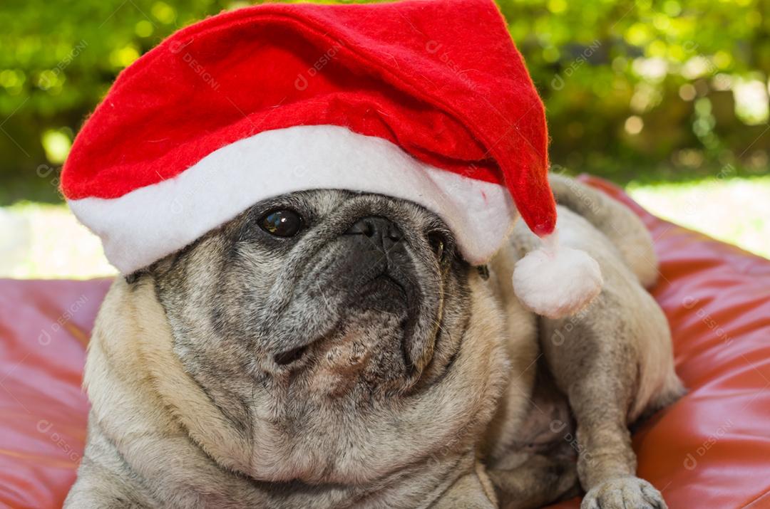 Merry Christmas, cute pug dog with santa hat, closeup, portrait, old dog.