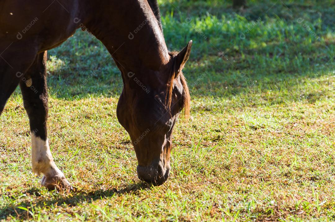 Cavalos da raça crioula na fazenda.