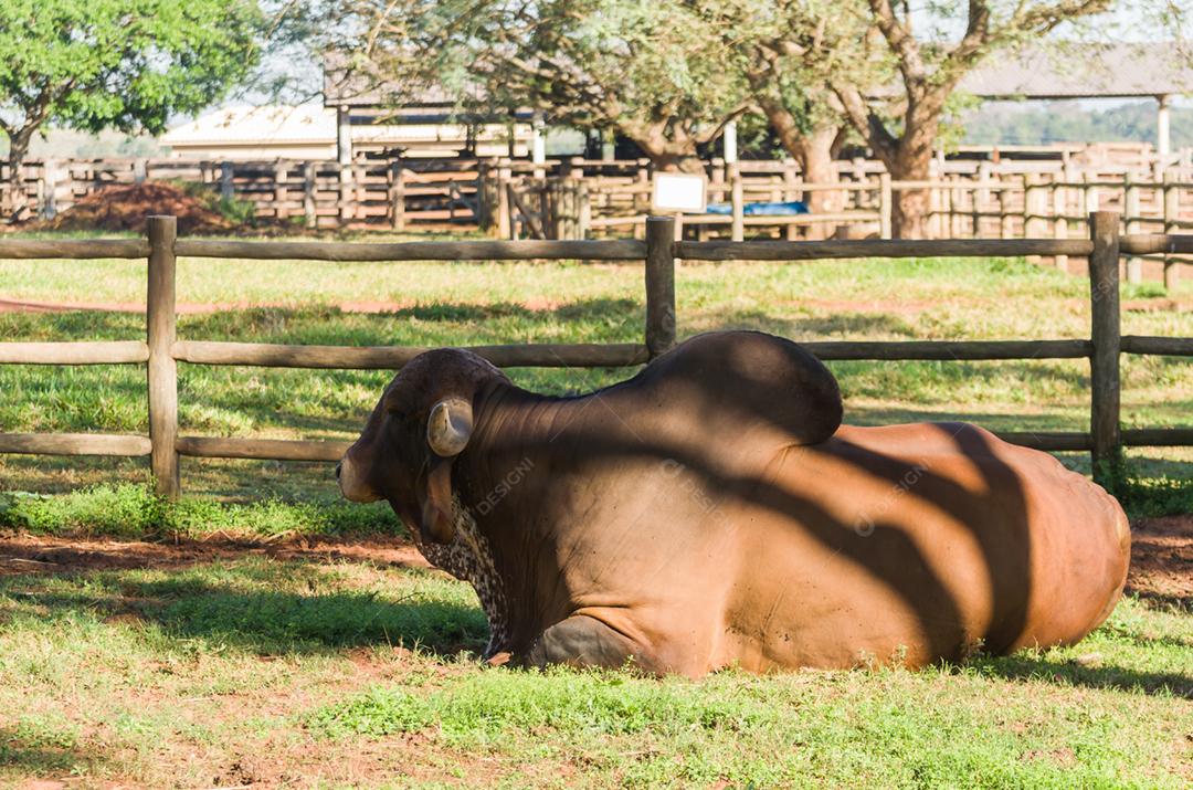 Foto aproximada do touro campeão marrom