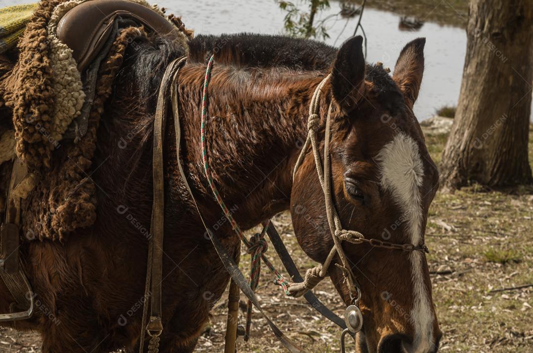 Cavalos da raça crioula na fazenda.