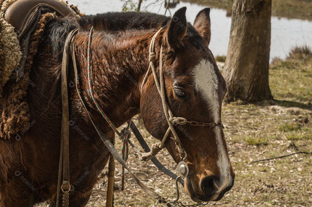 Cavalos da raça crioula na fazenda.