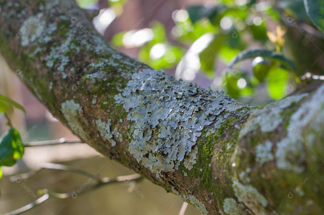 Axe-cutting tree with lichens