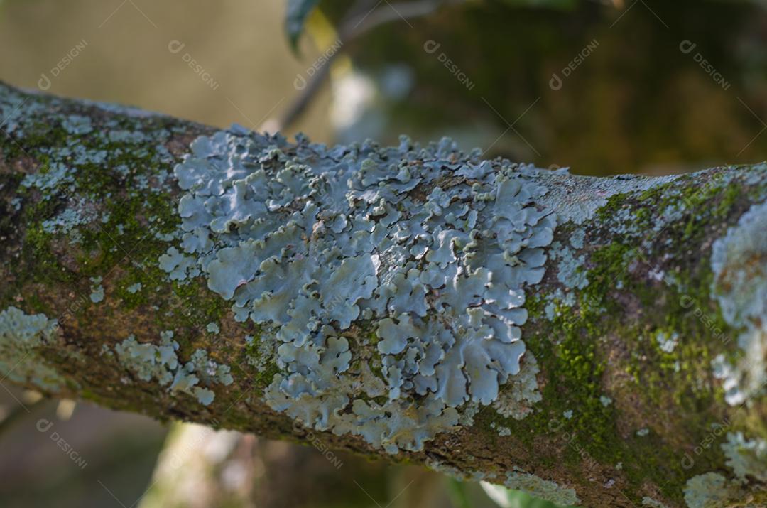 Árvore de corte de machado com líquens