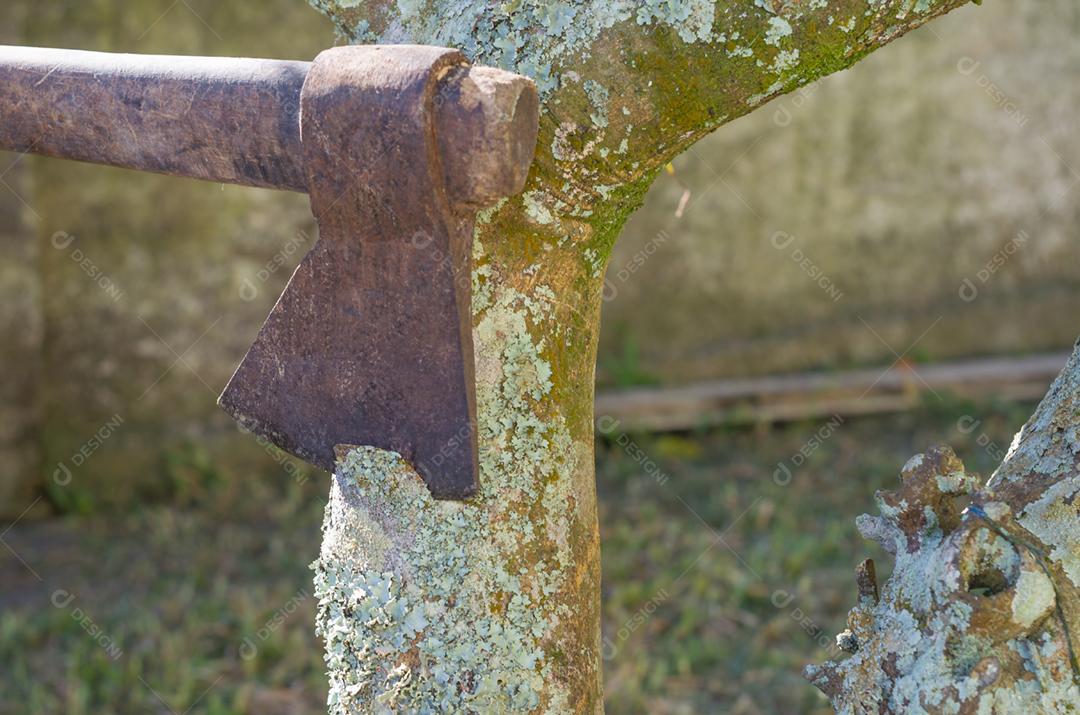 Árvore de corte de machado com líquens