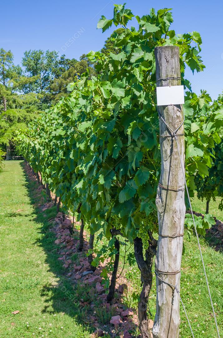 Plantação de uvas agropecuária vinhedo dia ensolarado