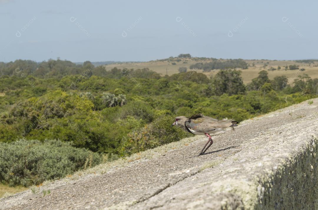 Pássaro Vanellus chilensis (Quero-quero) pronto para voar em cima da rocha.