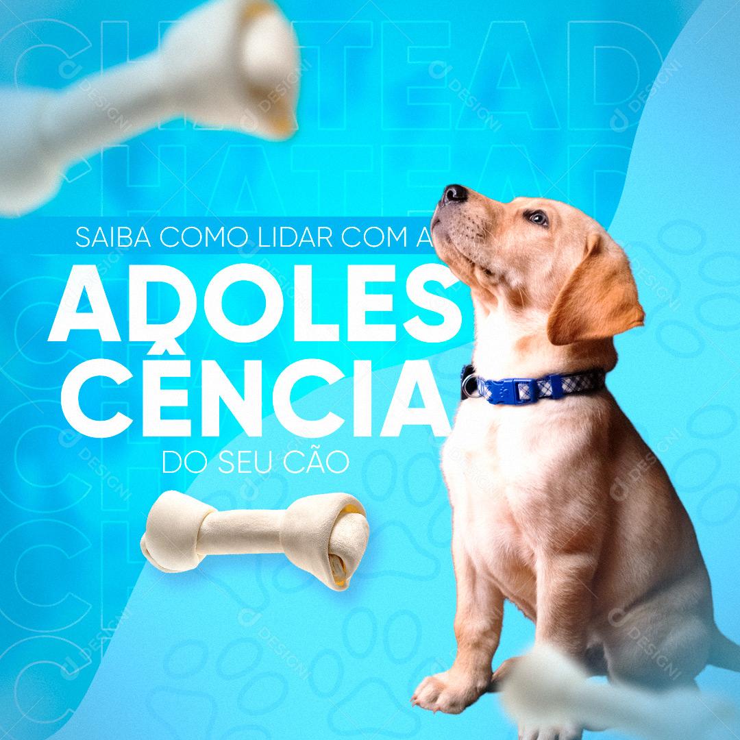 Social Media Pet Shop Tosa e Banho Adolescência do seu Cão PSD Editável