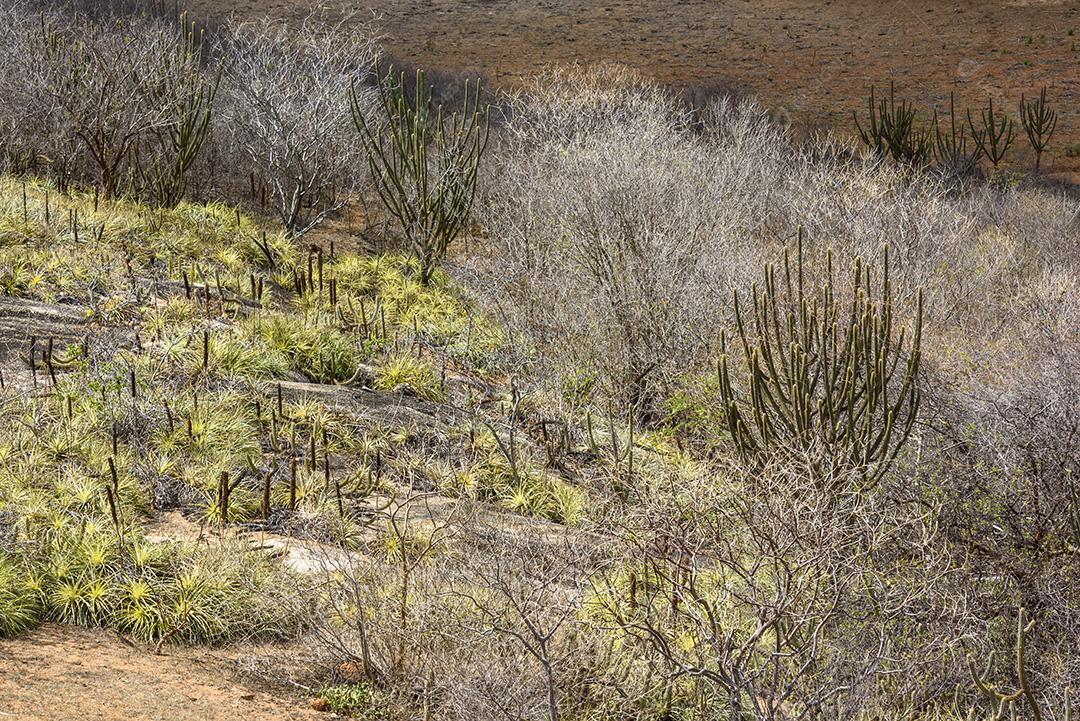 Bioma caatinga brasileiro. Vegetação típica, Macambira (Broméliaceae) e Xique xique (cacto) da região nordeste em Araruna, Paraíba, Brasil.