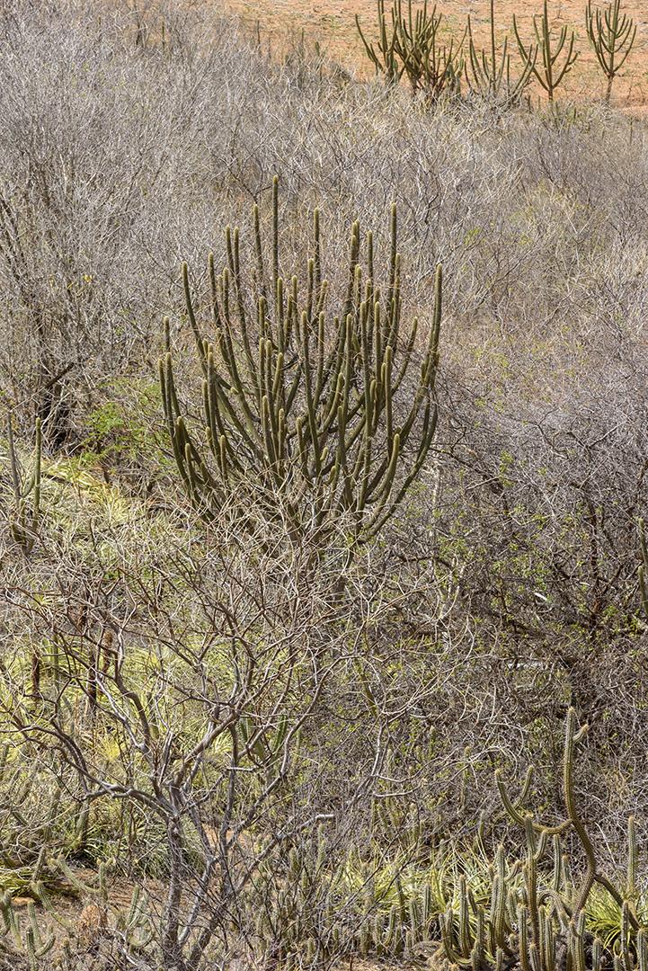Bioma caatinga brasileiro. Vegetação típica, Macambira (Broméliaceae) e Xique xique (cacto) da região nordeste em Araruna, Paraíba, Brasil.