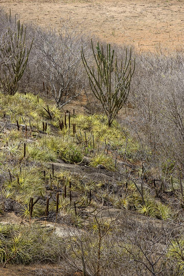 Bioma caatinga brasileiro. Vegetação típica, Macambira (Broméliaceae) e Xique xique (cacto) da região nordeste em Araruna, Paraíba, Brasil.