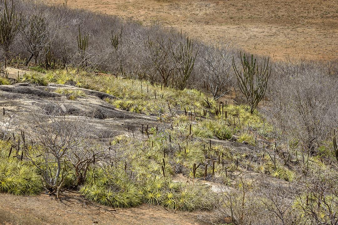 Bioma caatinga brasileira. Vegetação típica, Macambira (Broméliaceae) e Xique xique (cacto) da região nordeste em Araruna, Paraíba, Brasil.