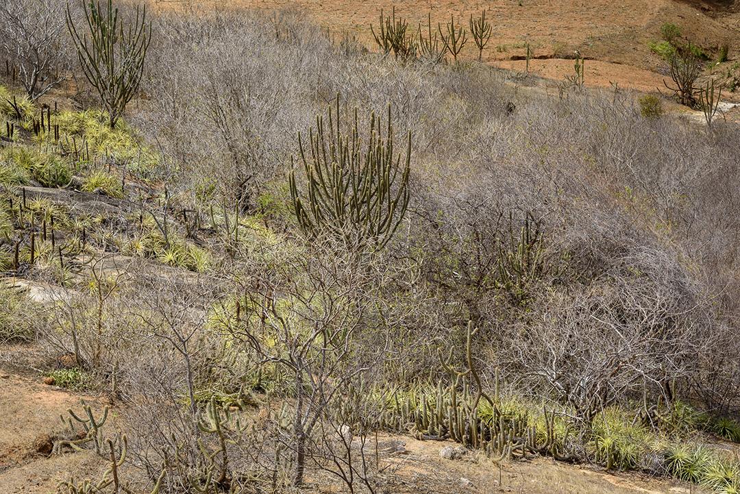 Bioma caatinga brasileiro. Vegetação típica, Macambira (Broméliaceae) e Xique xique (cacto) da região nordeste em Araruna, Paraíba, Brasil.