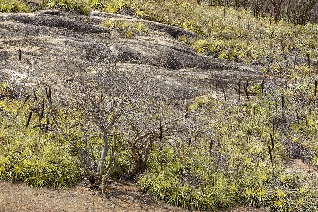 Bioma caatinga brasileiro. Vegetação típica, Macambira (Broméliaceae) e Xique xique (cacto) da região nordeste em Araruna, Paraíba, Brasil.