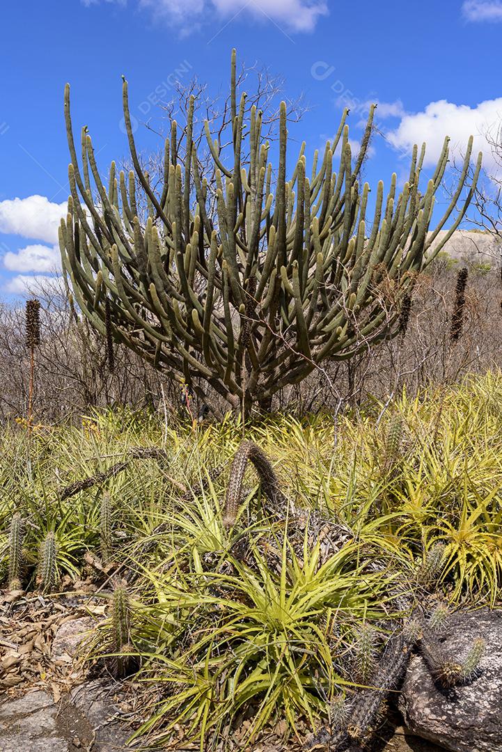 Bioma caatinga brasileiro. Vegetação típica, Macambira (Broméliaceae) e Xique xique (cacto) da região nordeste em Araruna, Paraíba, Brasil.