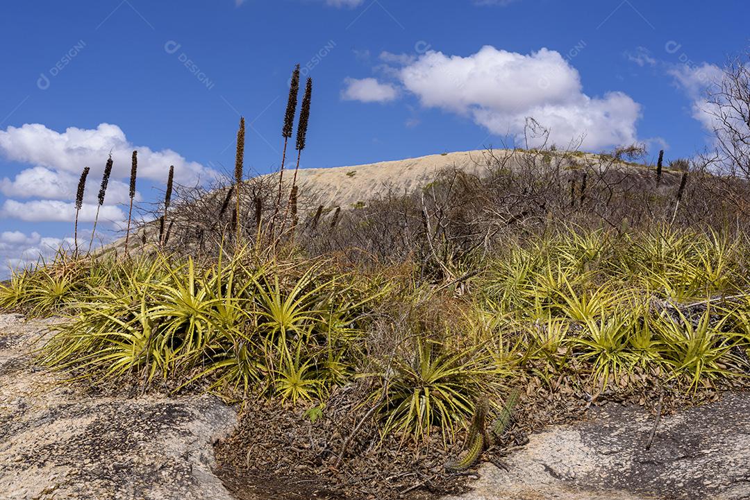 Bioma caatinga brasileiro. Vegetação típica, Macambira (Broméliaceae) e Xique xique (cacto) da região nordeste em Araruna, Paraíba, Brasil.