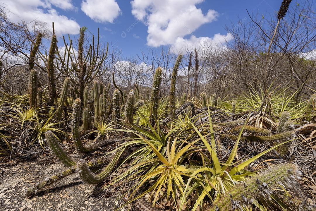 Bioma caatinga brasileiro. Vegetação típica, Macambira (Broméliaceae) e Xique xique (cacto) da região nordeste em Araruna, Paraíba, Brasil.