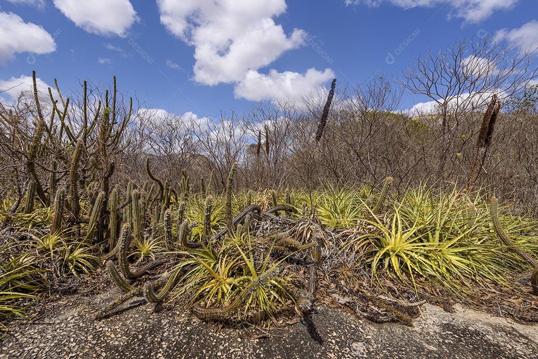 Bioma caatinga brasileiro. Vegetação típica, Macambira (Broméliaceae) e Xique xique (cacto) da região nordeste em Araruna, Paraíba, Brasil.