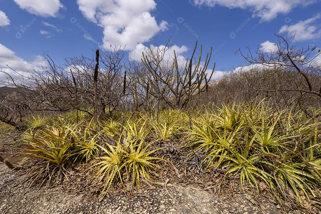 Bioma caatinga brasileiro. Vegetação típica, Macambira (Broméliaceae) e Xique xique (cacto) da região nordeste em Araruna, Paraíba, Brasil.